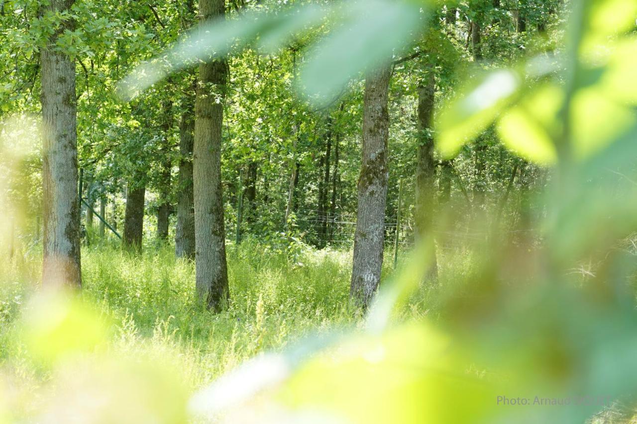 Bed and Breakfast Le Jardin Des Biches Somme-Leuze Esterno foto